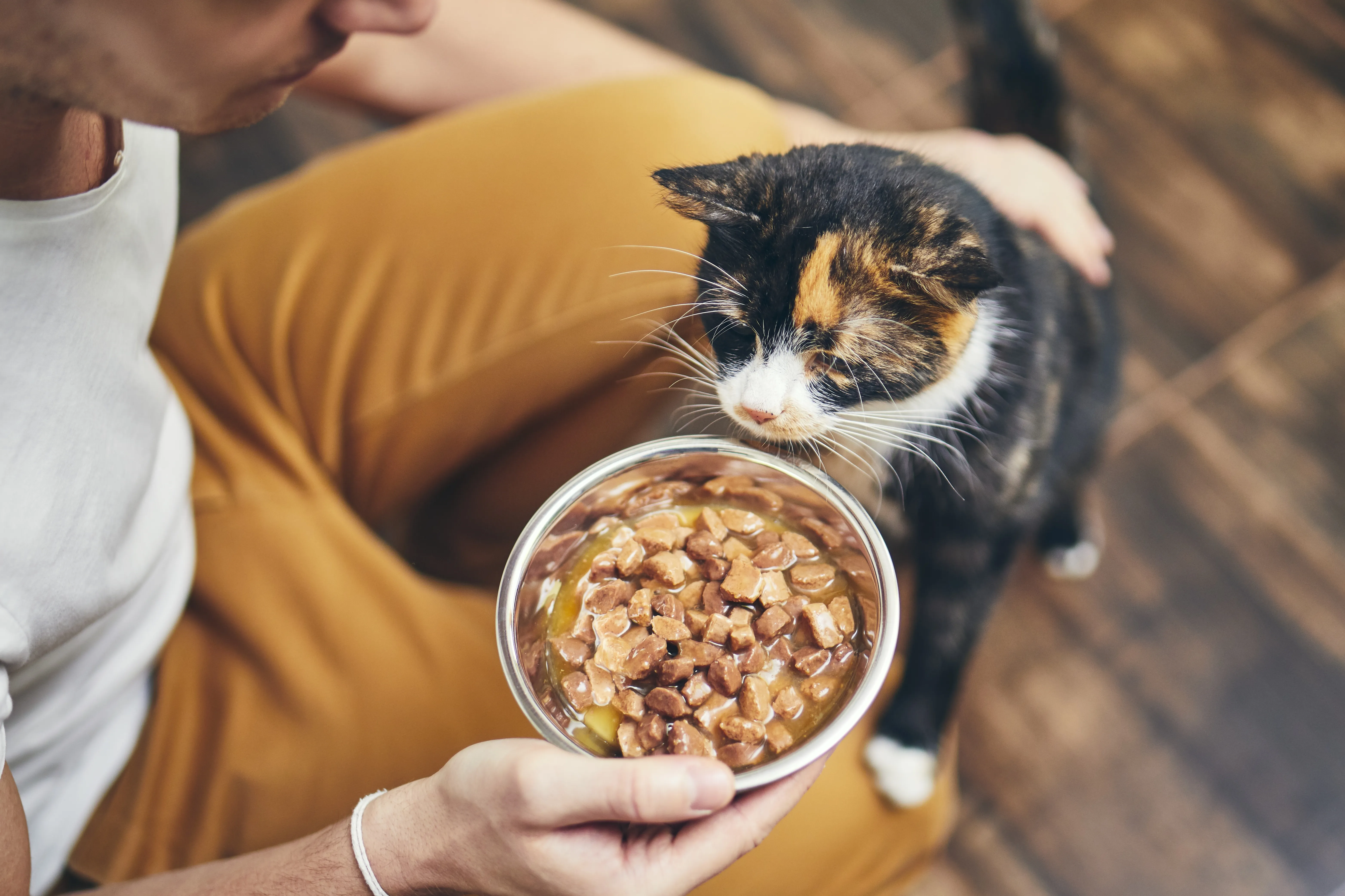 Katze frisst nicht: Warum und was kann ich tun? | zooplus Magazin