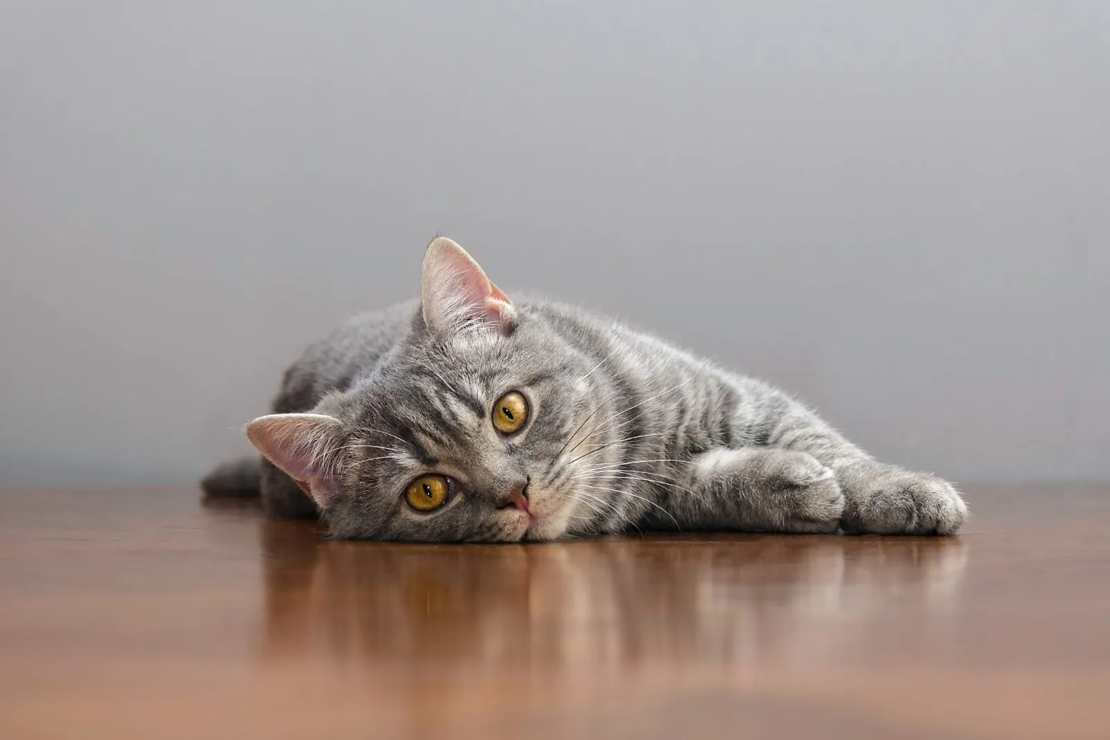 Leukose bei Katzen (FeLV): Symptome & Behandlung | zooplus