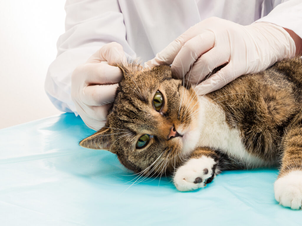Tierarzt bei Behandlung Milben in Ohr von Katze katze ohrmilben tierarzt