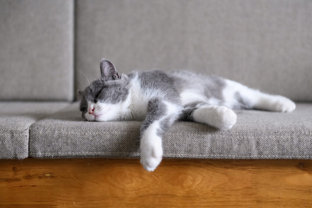 Aggressives Verhalten der Katze nach der Kastration ...