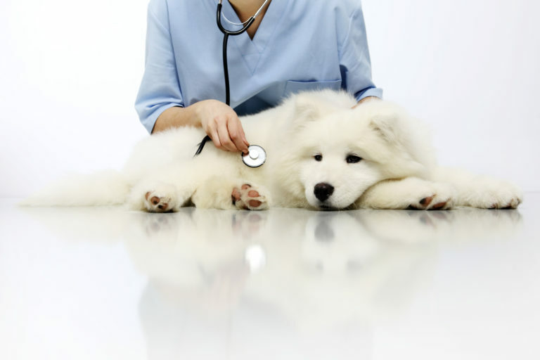 Weisser Hund liegt auf weissem Untergrund. Hund wird von Tierarzt untersucht.