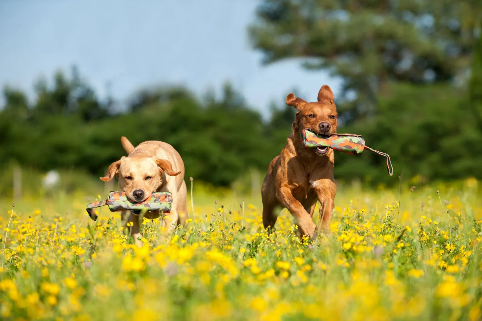 hund mit der hand befriedigen Ressourcenverteidigung Hund — Training & Ursache main image 0