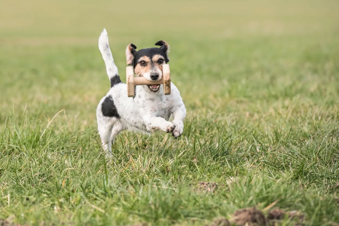 Jack Russell apportiert ein Apportierholz Jack Russell apportiert