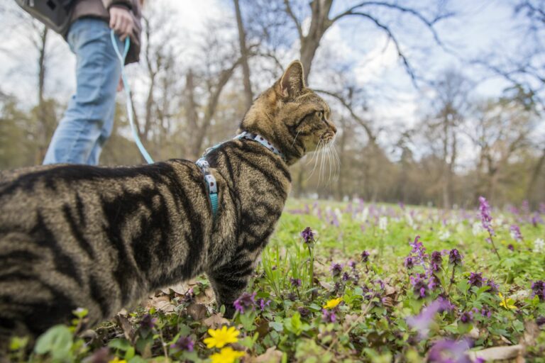 Katze an der Leine