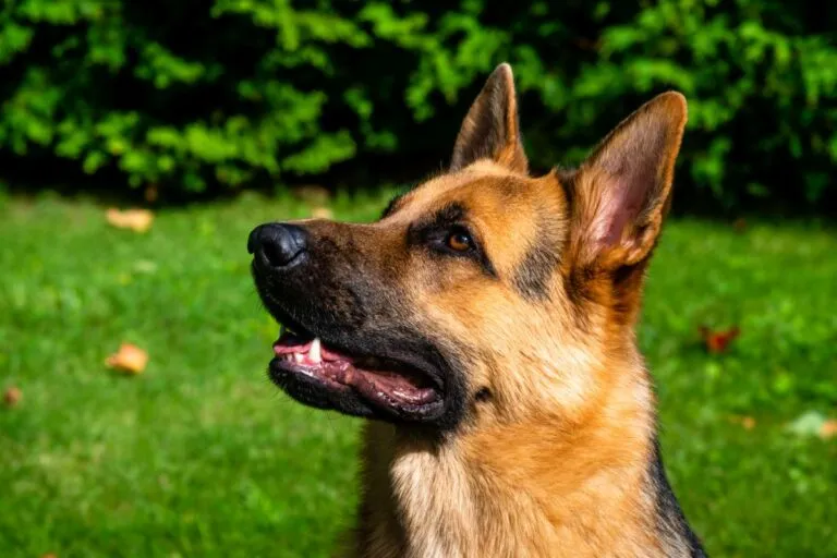 Deutscher Schäferhund auf einer Wiese Deutscher Schäferhund auf einer Wiese