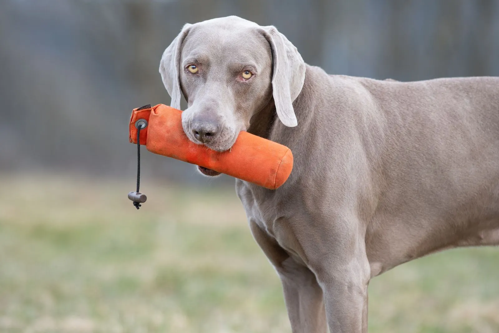 Weimaraner hält Dummy im Maul Weimaraner mit Dummy