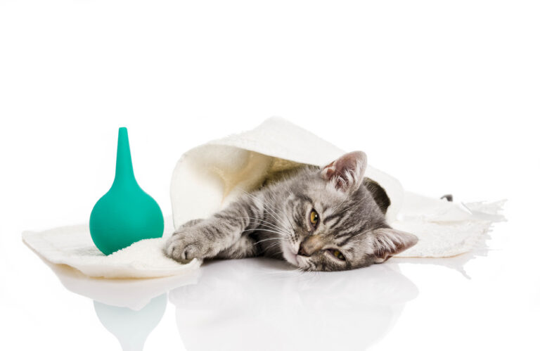 Kleine kranke Katze liegt seitlich auf weißem Untergrund, mit weissem Handtuch zugedeckt, links daneben iet ein türkises Spielzeug