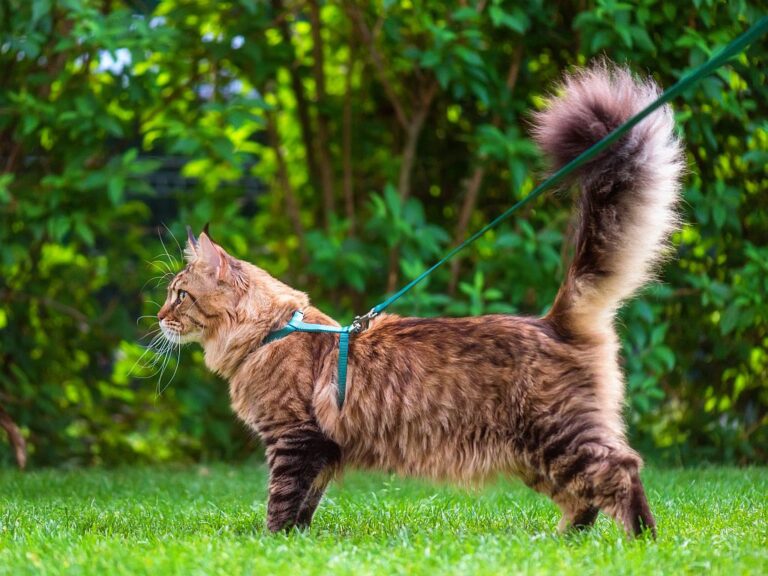 Maine Coon mit Katzengeschirr und Leine im Garten