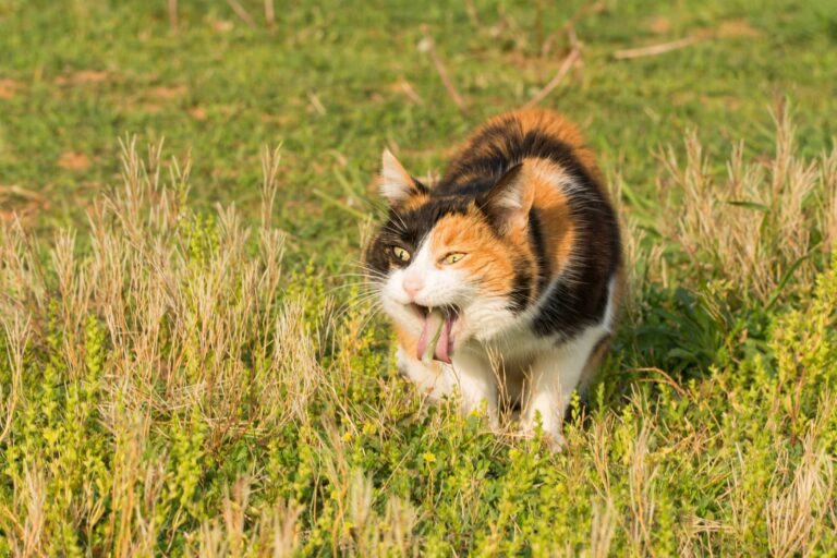 Katze erbricht auf wiese