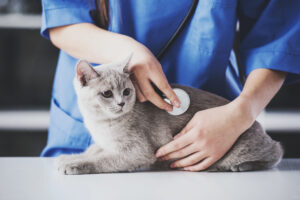 Niereninsuffizienz bei Katzen: Symptome & Behandlung