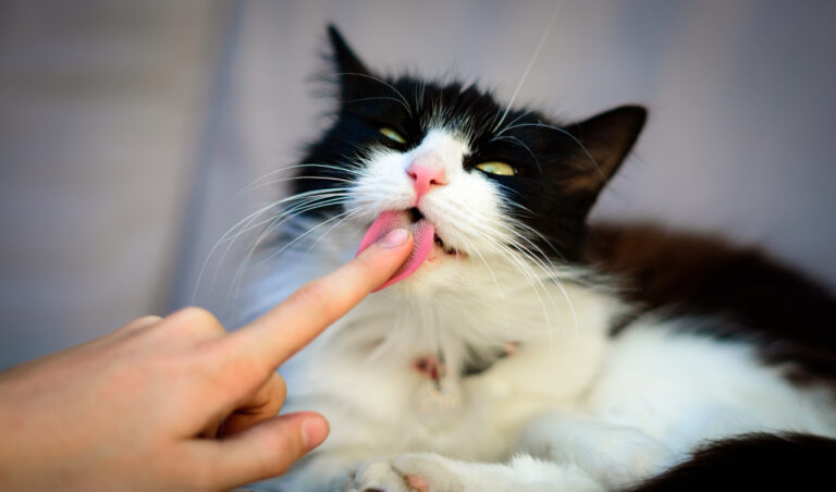 Schwarz weisse Katze leckt Finger ab.