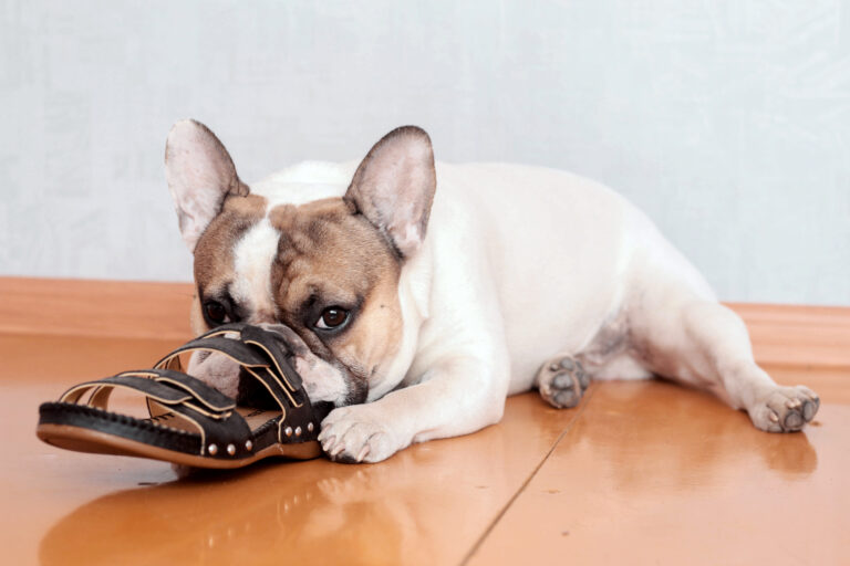 Französische Bulldogge knabbert an Schuhen
