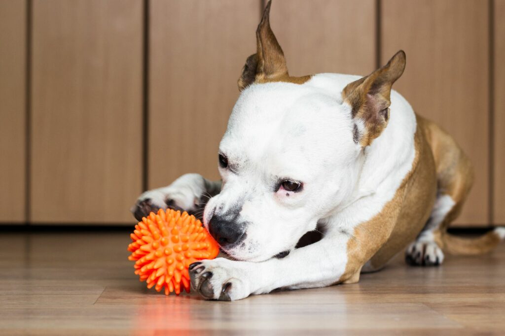 hund knabbert an spiel