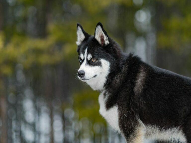 Pomsky im Wald