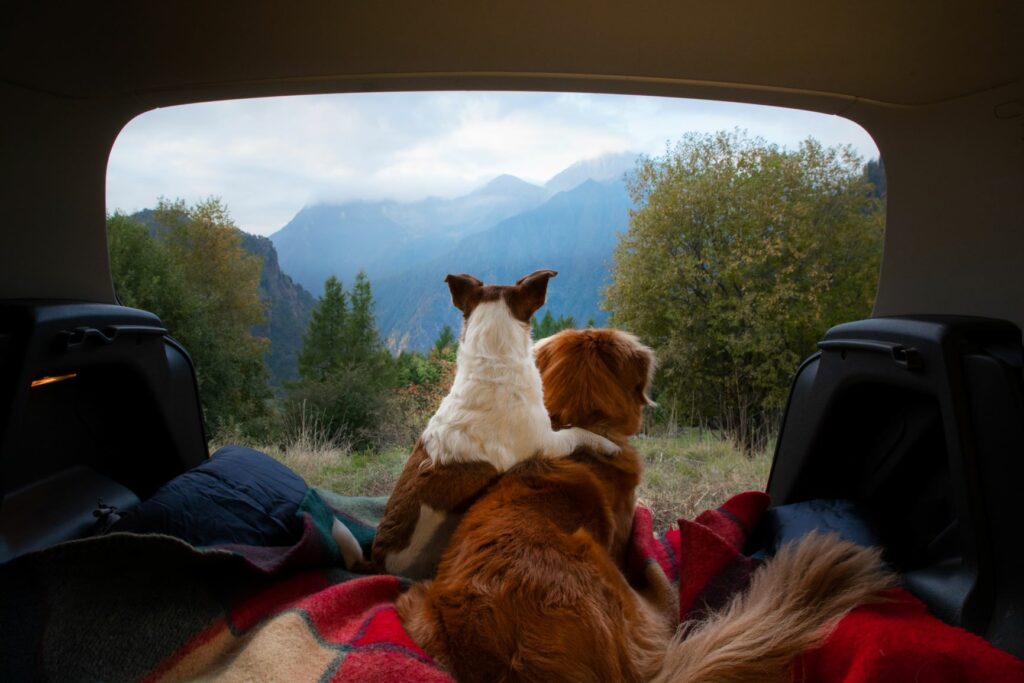 Campingurlaub mit Hund: Tipps für eine Reise mit Dachzelt