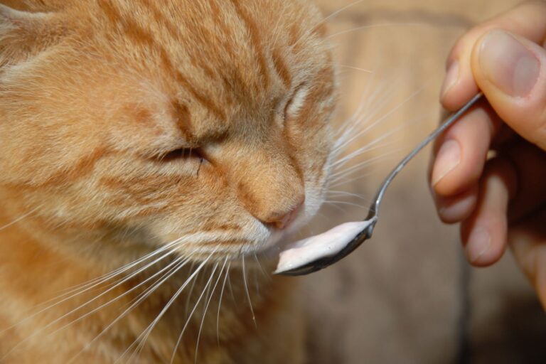 Aceite de coco para gatos  