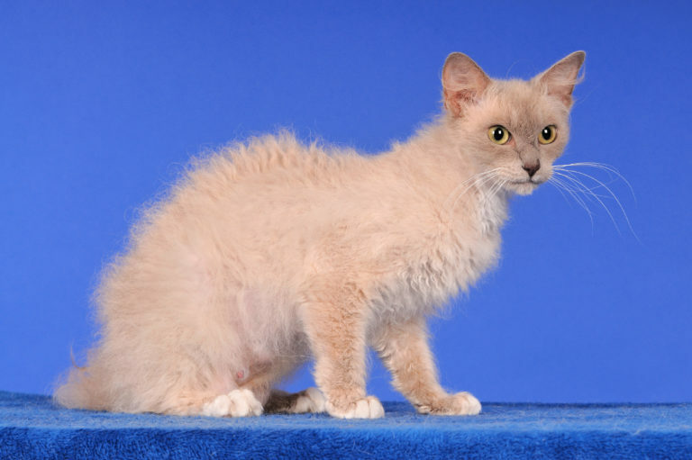 LaPerm katze sitzend auf blauem hintergrund