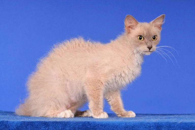 Laperm Katze Kaufen Schweiz