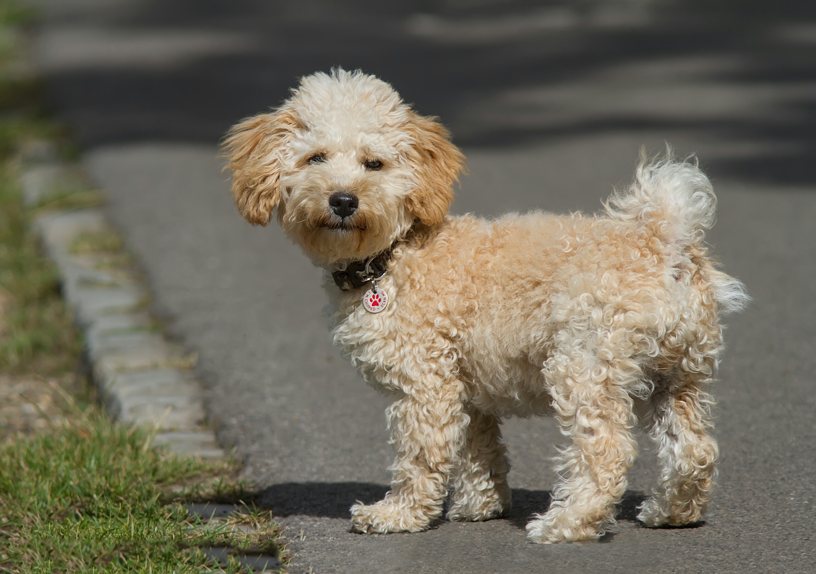 Cavapoo (Cavoodle) Charakter, Fellpflege & Kosten zooplus Magazin