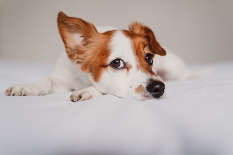 Jack Russell liegt auf einem Bett und hört aufmerksam zu