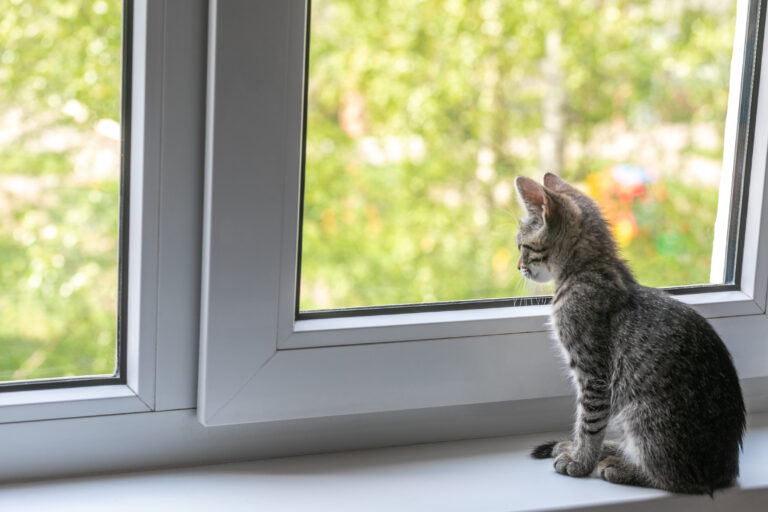 Kätzchen sitz am Fenster und schaut ins Grüne