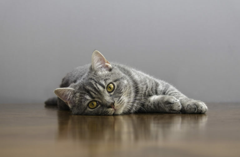 Graue Katze liegt auf braunem Boden und sieht direkt in die Kamera