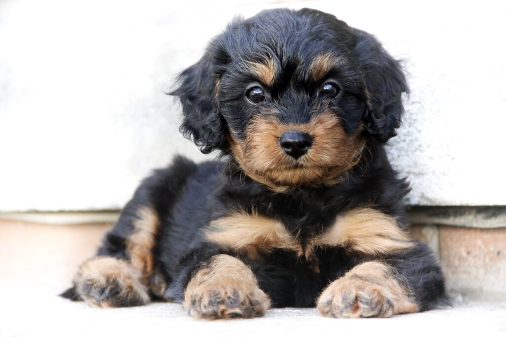 zweifarbig cavapoo welpe