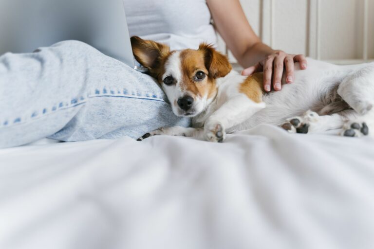 Hund auf Bett kuschelt mit Frauchen