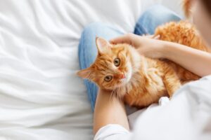 FIP bei Katzen: Symptome, Therapie und vorbeugende Massnahmen