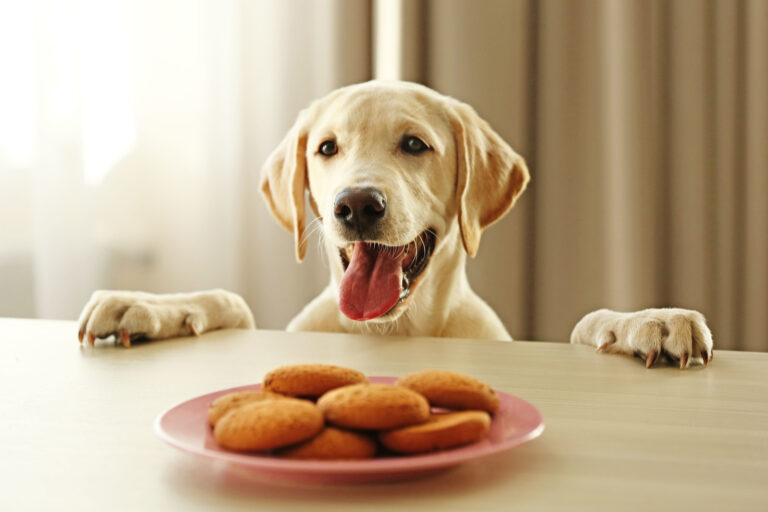 labrador möchte hundekekse fressen