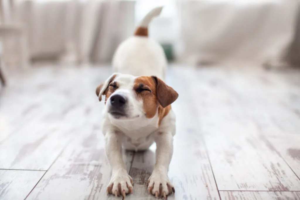 Hund im Gebetsstellung