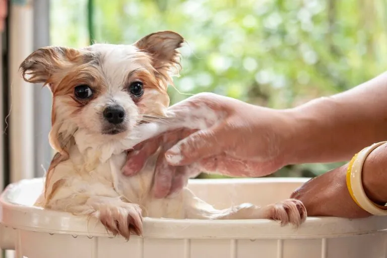 Welpe wird gebadet Welpe wird gebadet