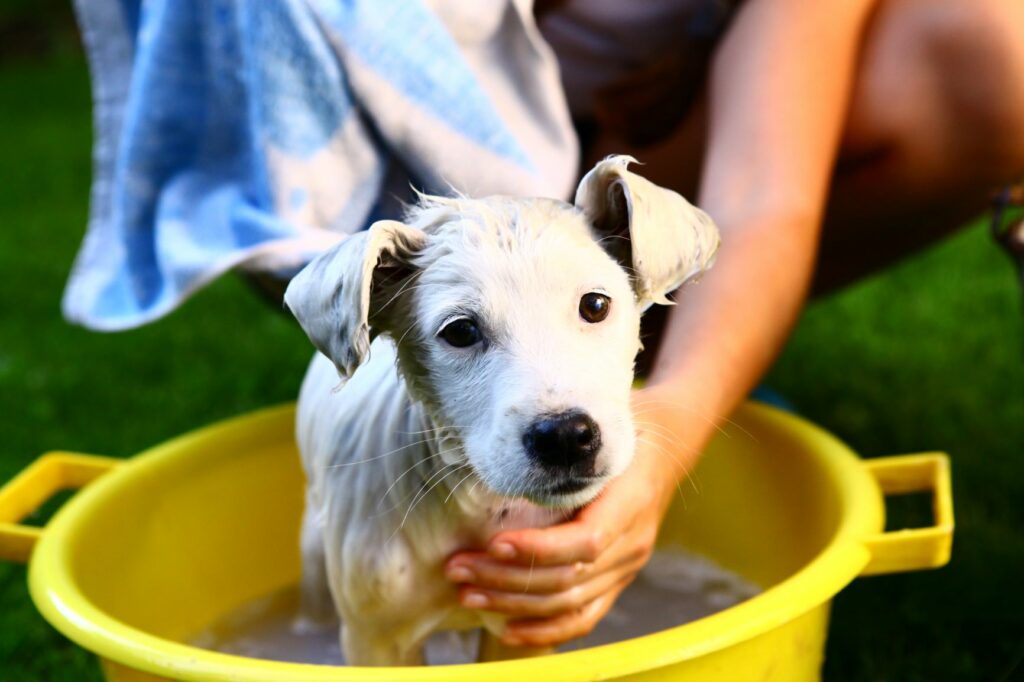 weiss welpe baden