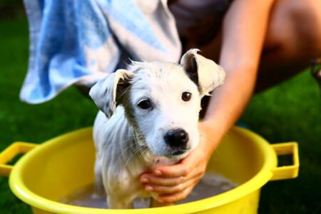 Welpen baden – Hundegesundheit und Pflege | zooplus.ch