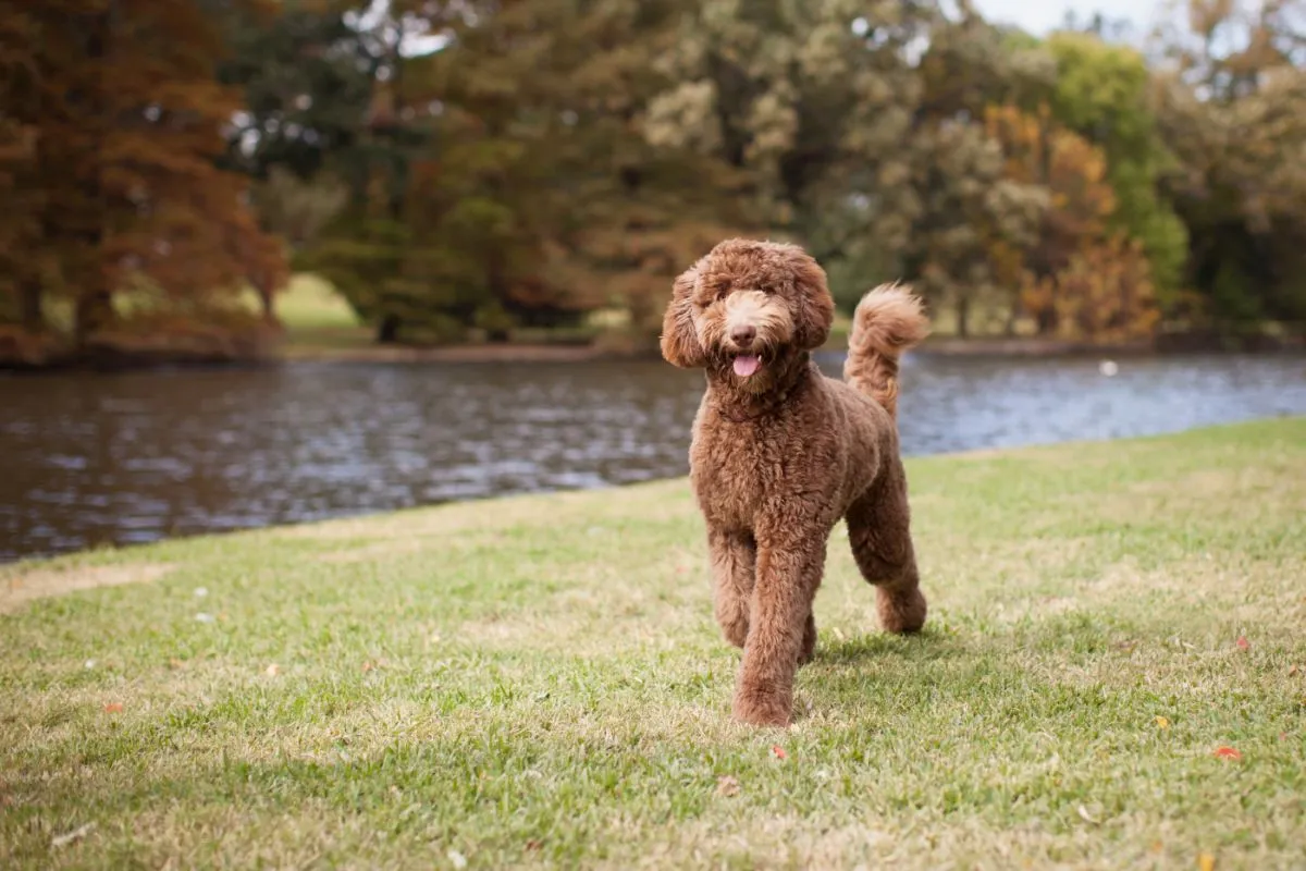 Brauner Labradoodle