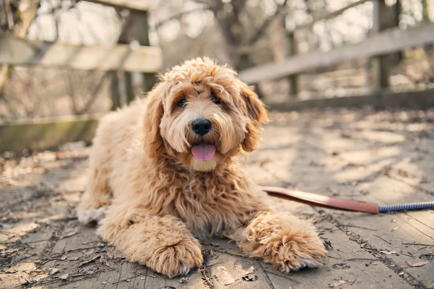 Labradoodle liegt auf einer Holzbr&uuml;cke