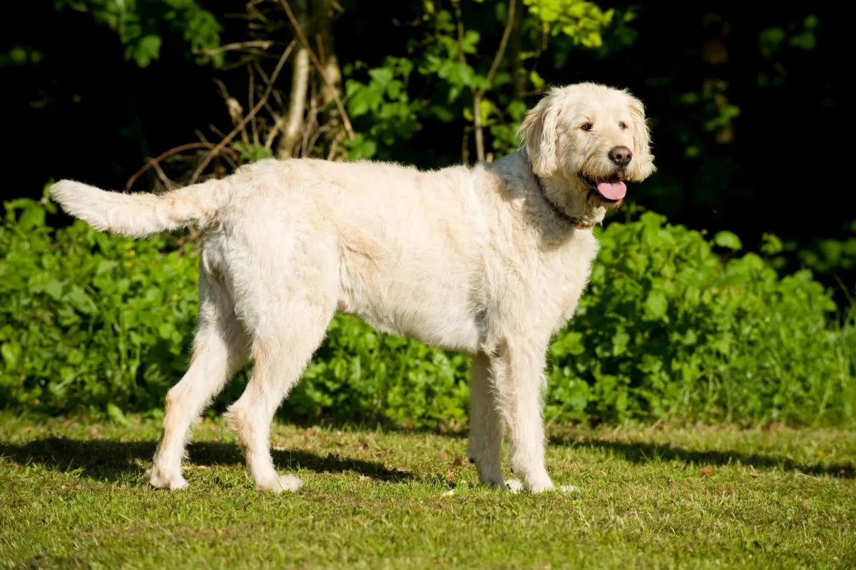 Labradoodle steht im Freien