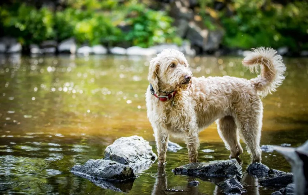 Labradoodle steht im Wasser an einem Flussufer