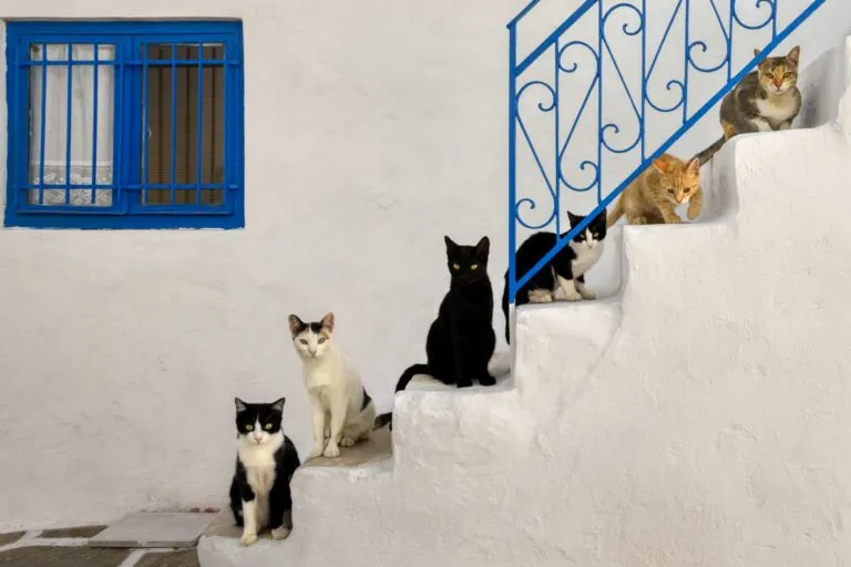 Wachtsum von Katzen