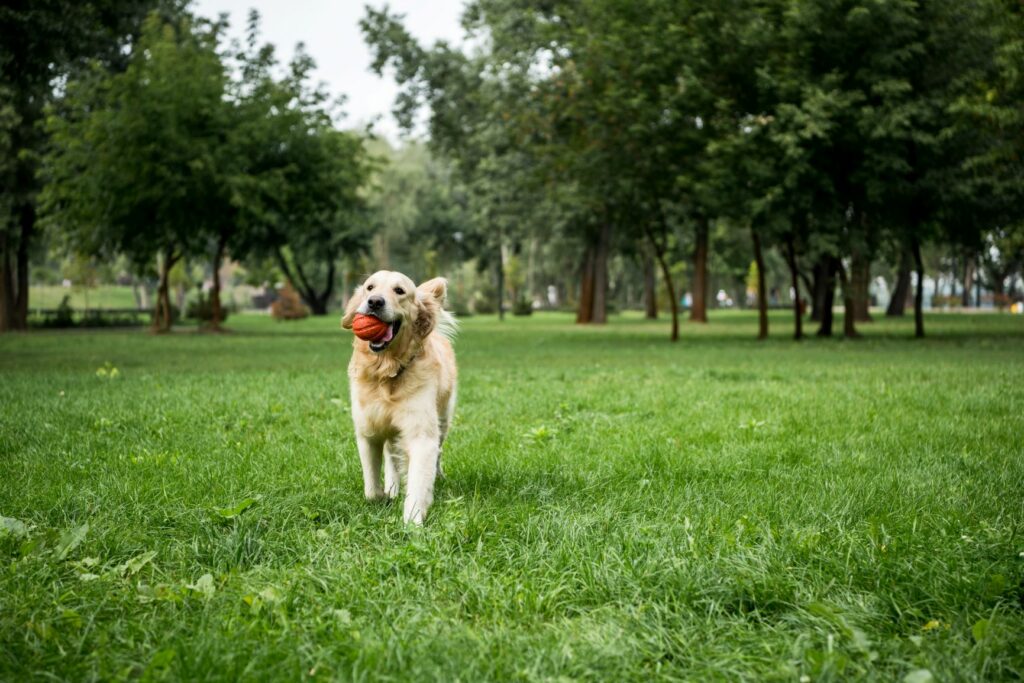 golden retriever nach covid 19 golden retriever nach covid 19