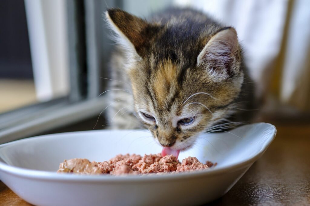 Kätzchen frisst Nassfutter aus einer Schale.