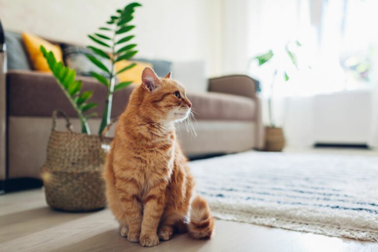 Katze sitzt auf dem Boden im Wohnzimmer