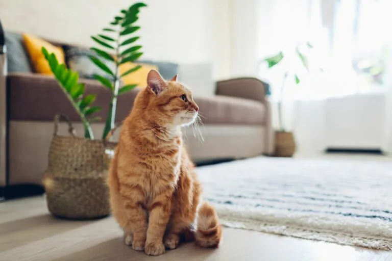 Katze sitzt auf dem Boden im Wohnzimmer