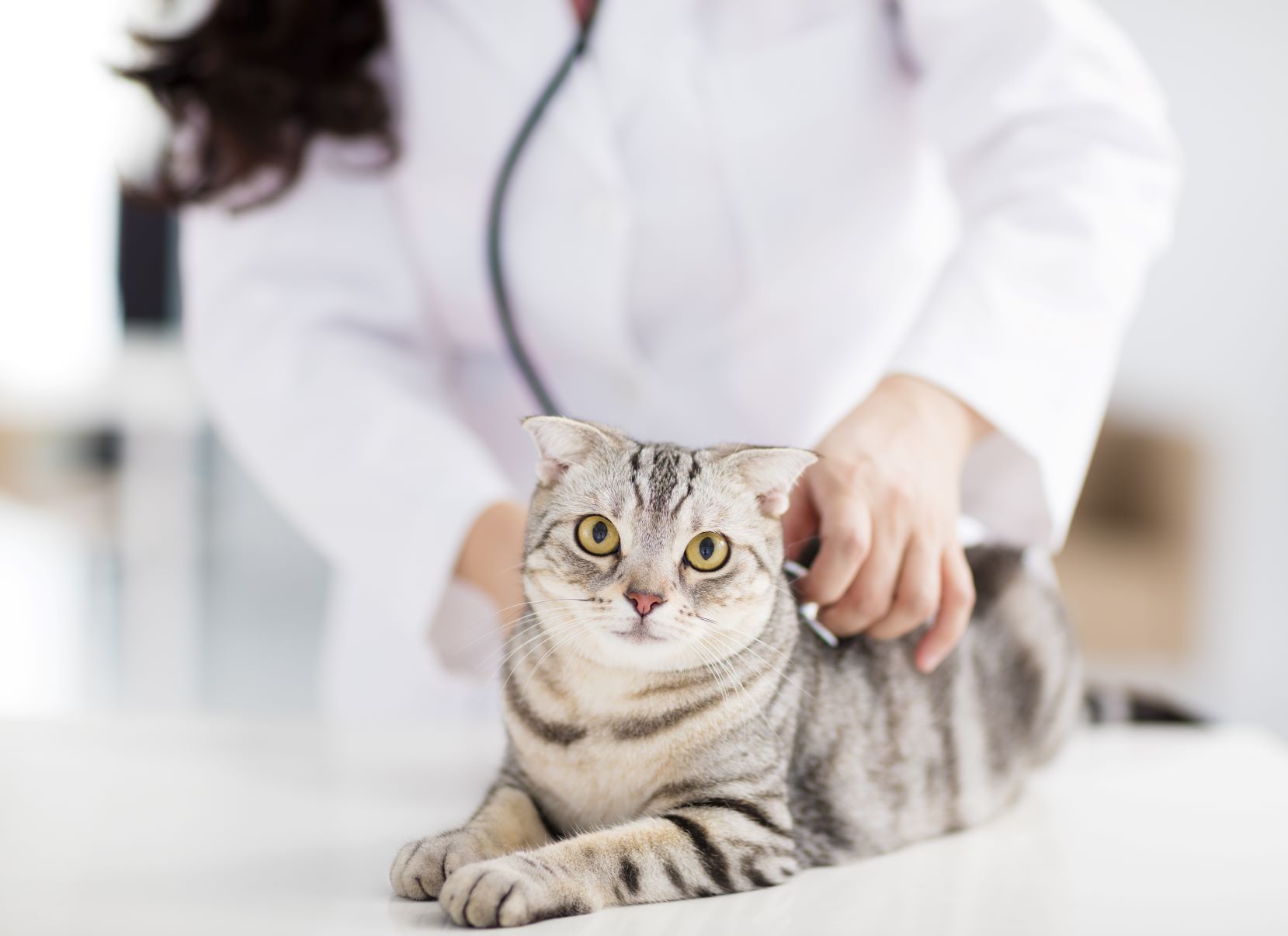 Katze Hat Schmerzen Am Schwanzansatz www.zooplus.ch