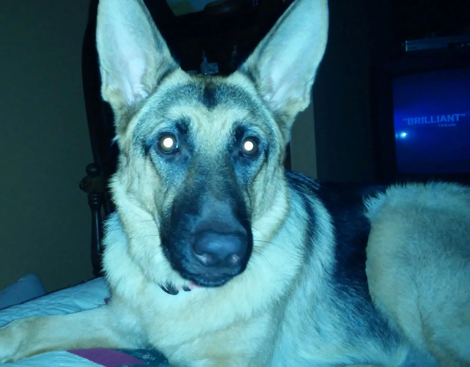 Ein Sch&auml;ferhund im Dunklen mit leuchtenden Augen