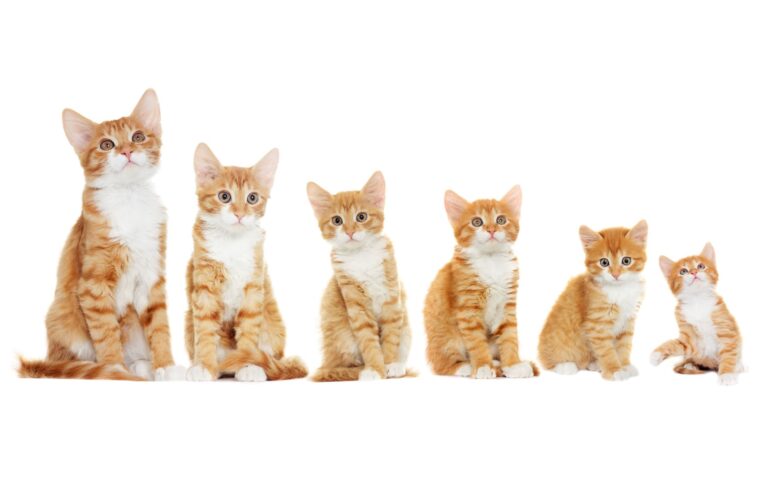 sechs kätzchen verschiednes alter (weiß) Sechs Kitten symbolisieren das Wachstum von Katzen.