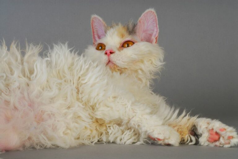 Selkirk Rex Katze liegt