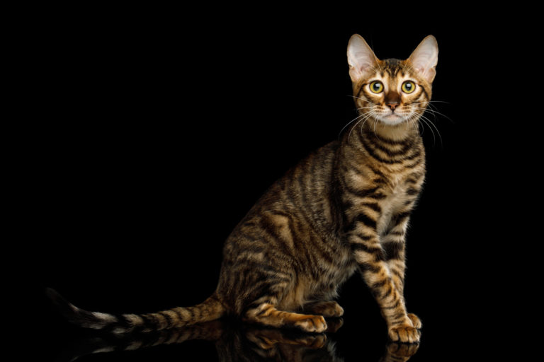 toyger katze portrait