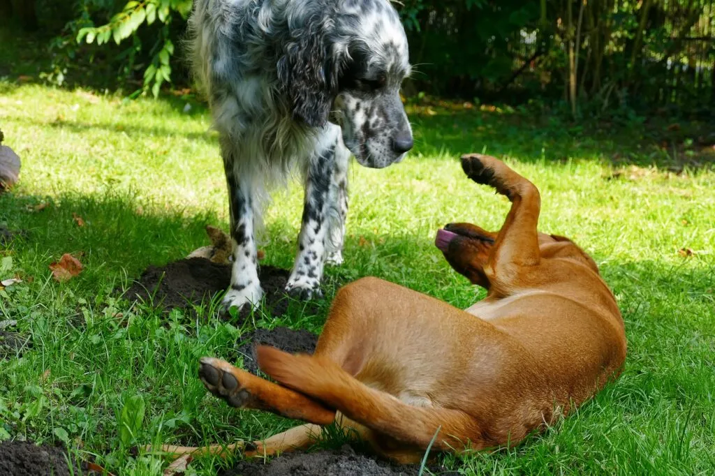 zwei Hunde zeigen dominantes und unterw&uuml;rfiges Verhalten