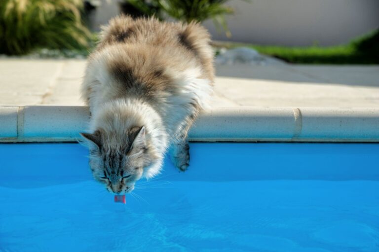 Dehydration bei Katzen